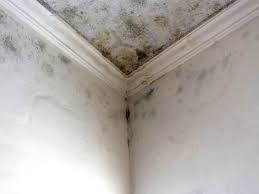 Best Basement Mold Removal  in Wanaque, NJ