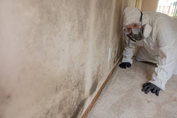 Best Real Estate Mold Inspection  in Wanaque, NJ