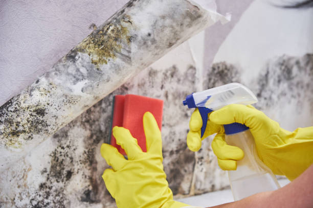 Best Mold Removal for HVAC Installations  in Wanaque, NJ